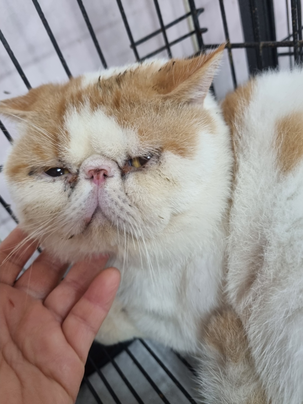 페르시안 이미지 파일 입니다.