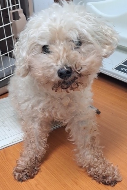 푸들 이미지 파일 입니다.