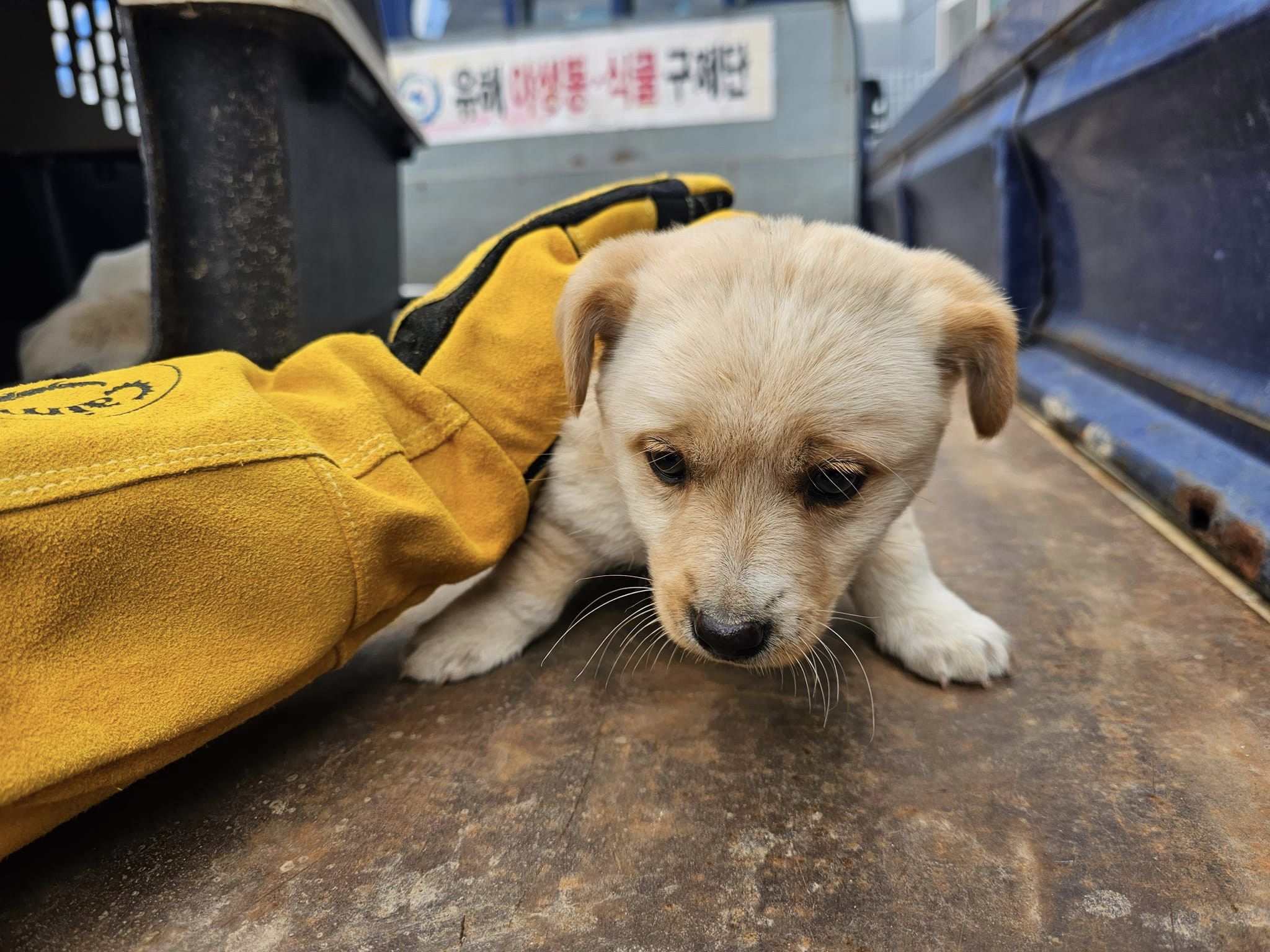 믹스견 이미지 파일 입니다.