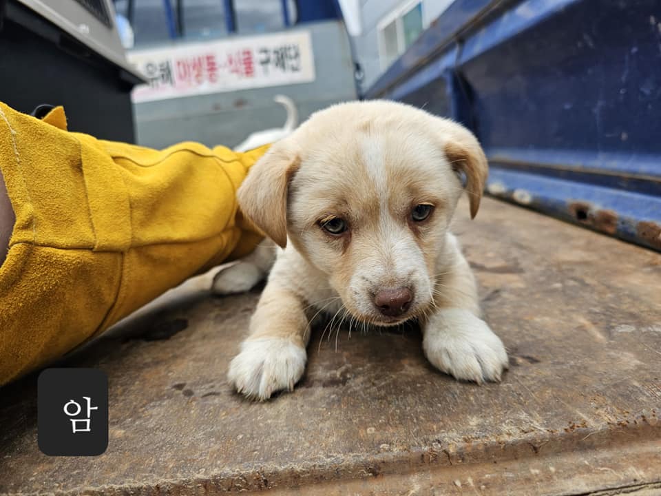 믹스견 이미지 파일 입니다.