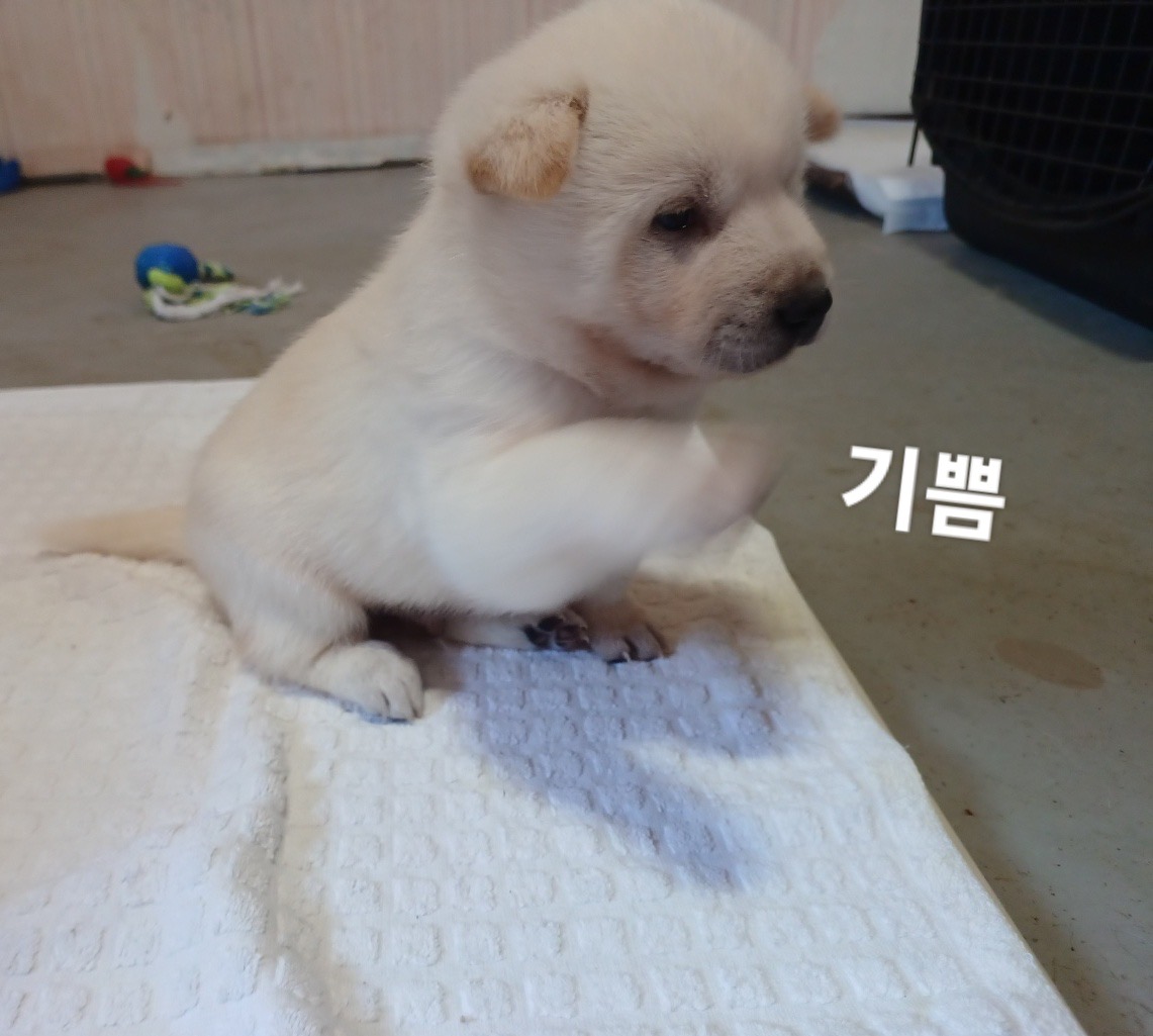 진도견 이미지 파일 입니다.