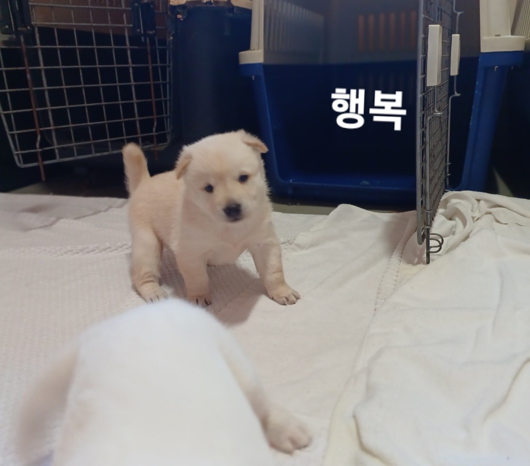 진도견 이미지 파일 입니다.
