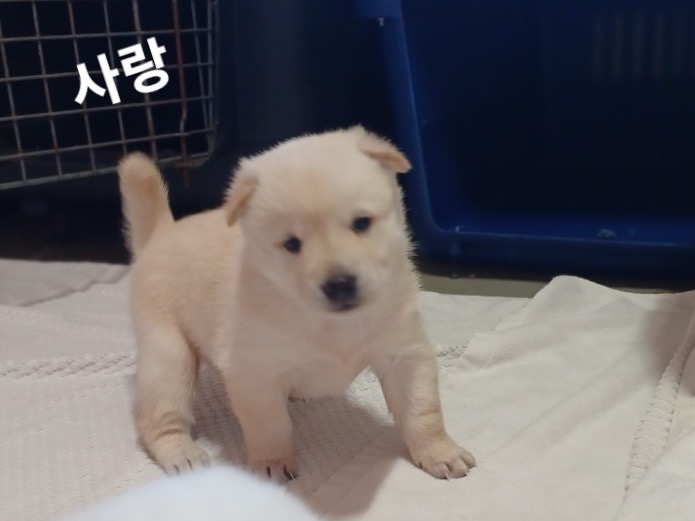 진도견 이미지 파일 입니다.