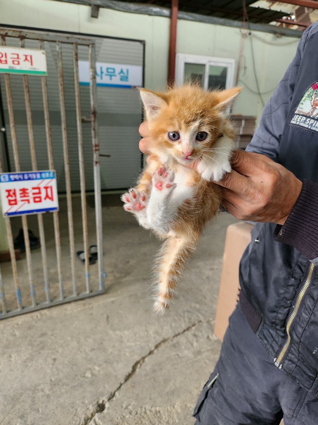 한국 고양이 이미지 파일 입니다.