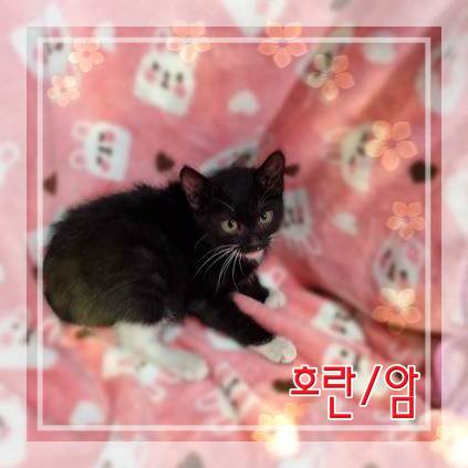 믹스묘 이미지 파일 입니다.