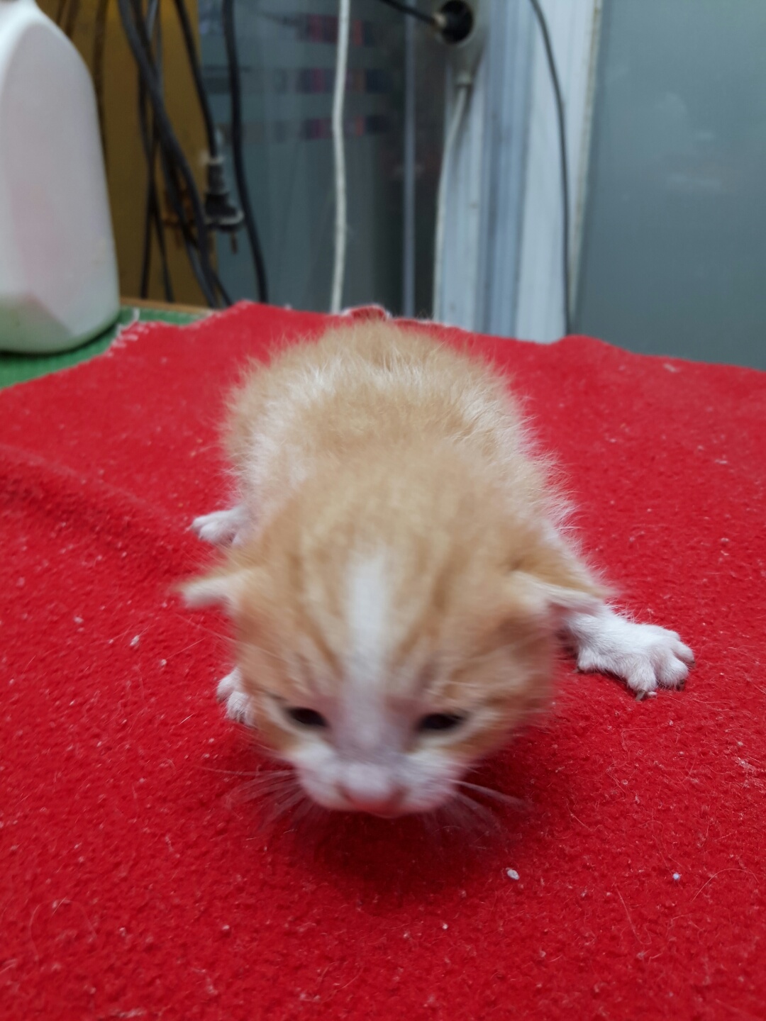 한국 고양이 이미지 파일 입니다.