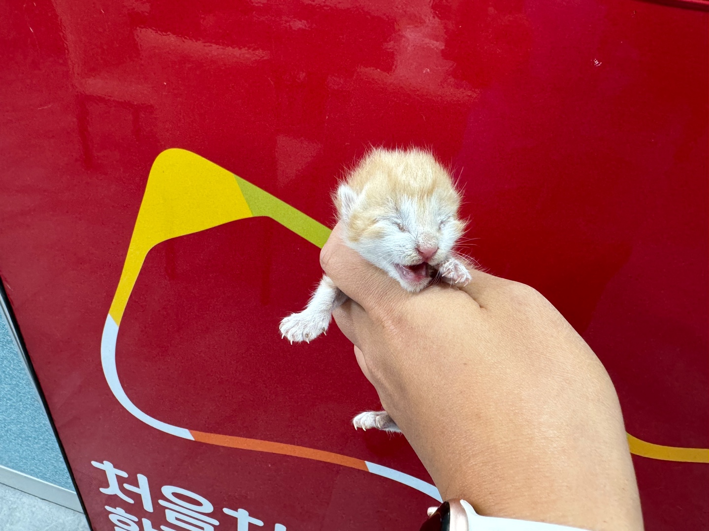 한국 고양이 이미지 파일 입니다.