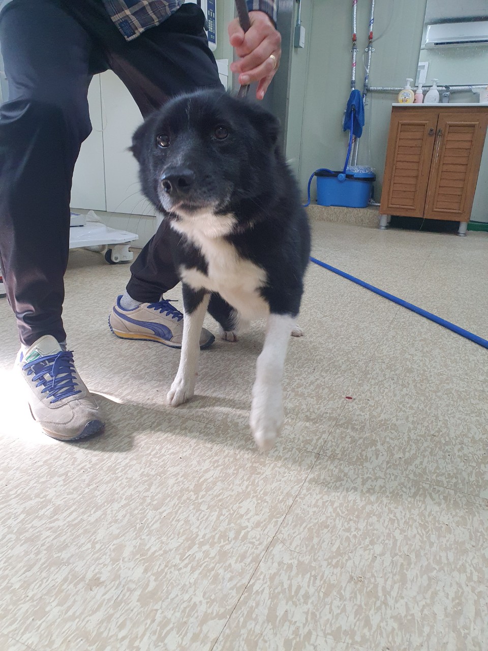 믹스견 이미지 파일 입니다.