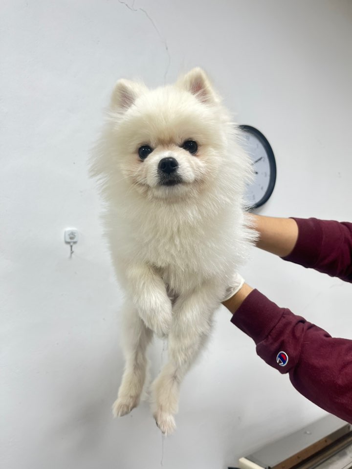 포메라니안 이미지 파일 입니다.