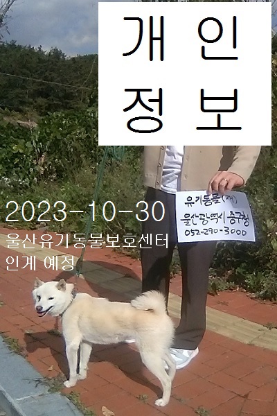 믹스견 이미지 파일 입니다.