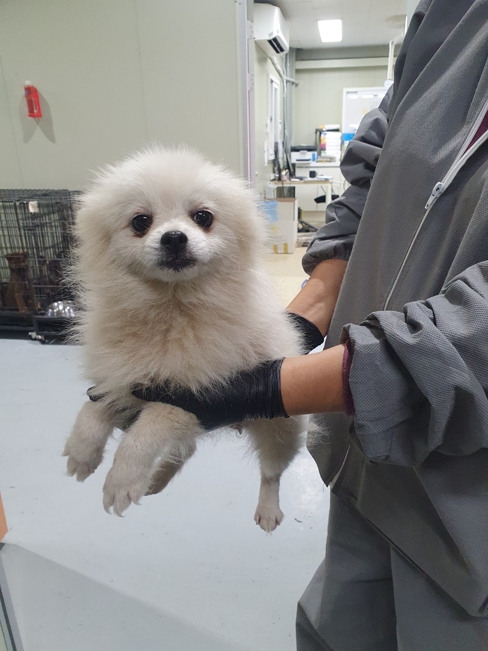 포메라니안 이미지 파일 입니다.