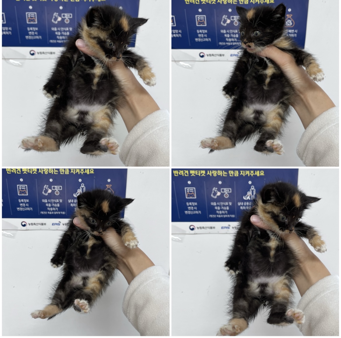 한국 고양이 이미지 파일 입니다.