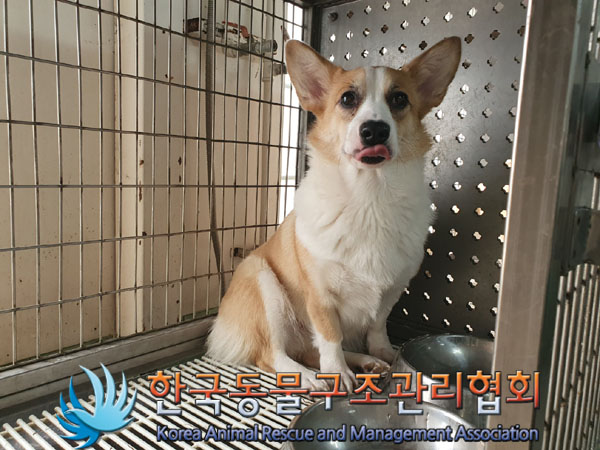 웰시 코기 펨브로크 이미지 파일 입니다.