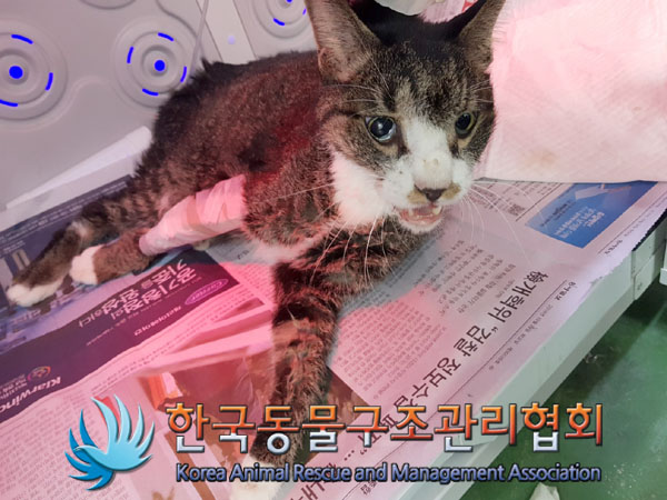 한국 고양이 이미지 파일 입니다.