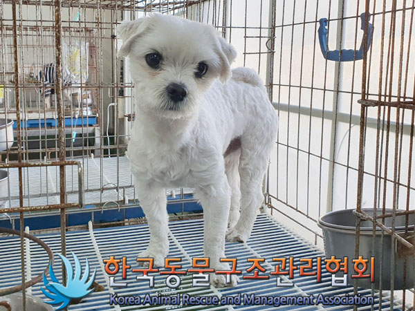 말티즈 이미지 파일 입니다.