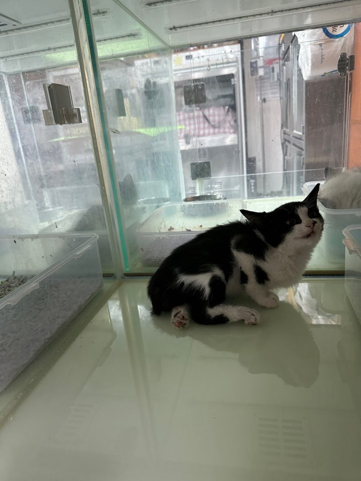 한국 고양이 이미지 파일 입니다.