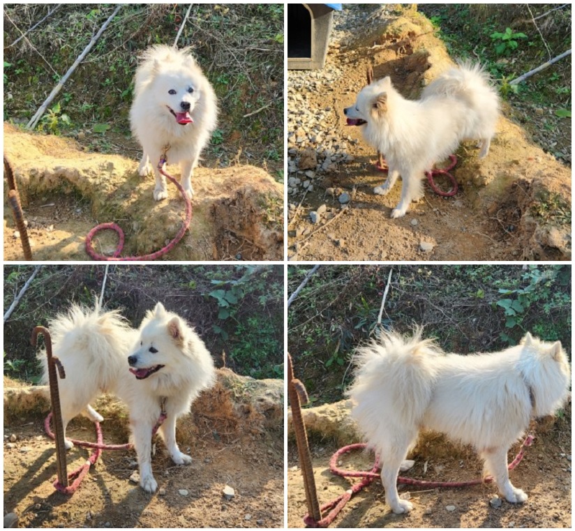 재패니즈 스피츠 이미지 파일 입니다.