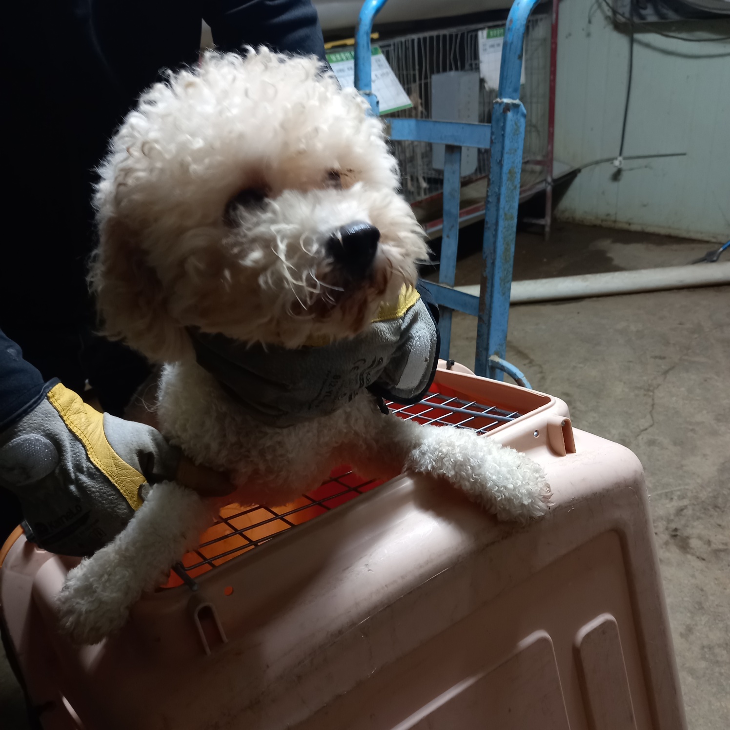 비숑 프리제 이미지 파일 입니다.