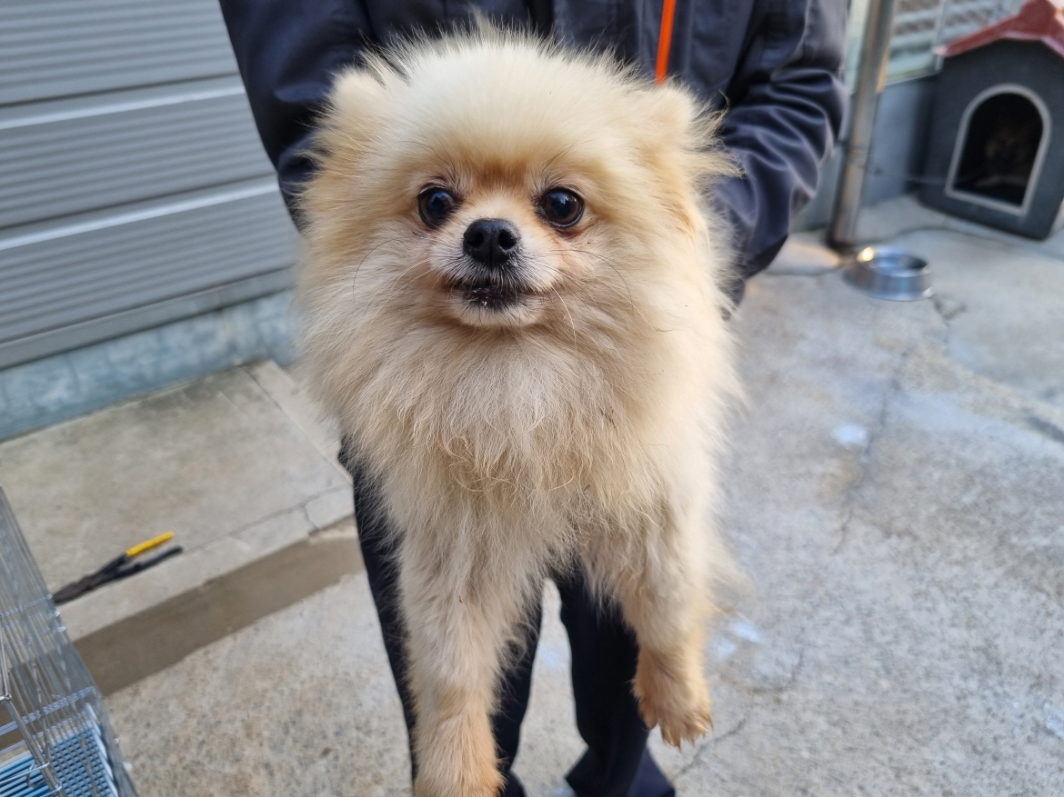 포메라니안 이미지 파일 입니다.