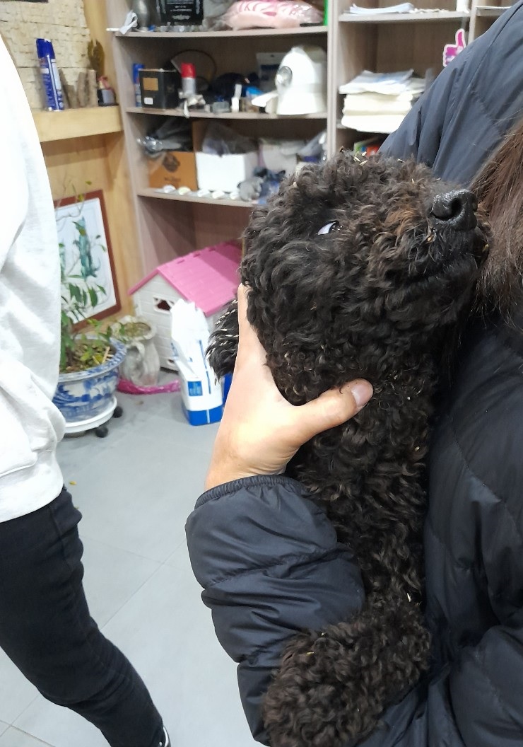 믹스견 이미지 파일 입니다.