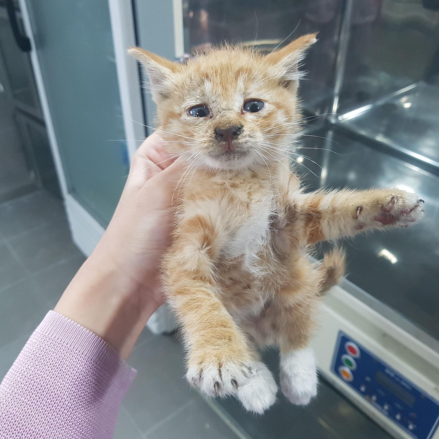 한국 고양이 이미지 파일 입니다.