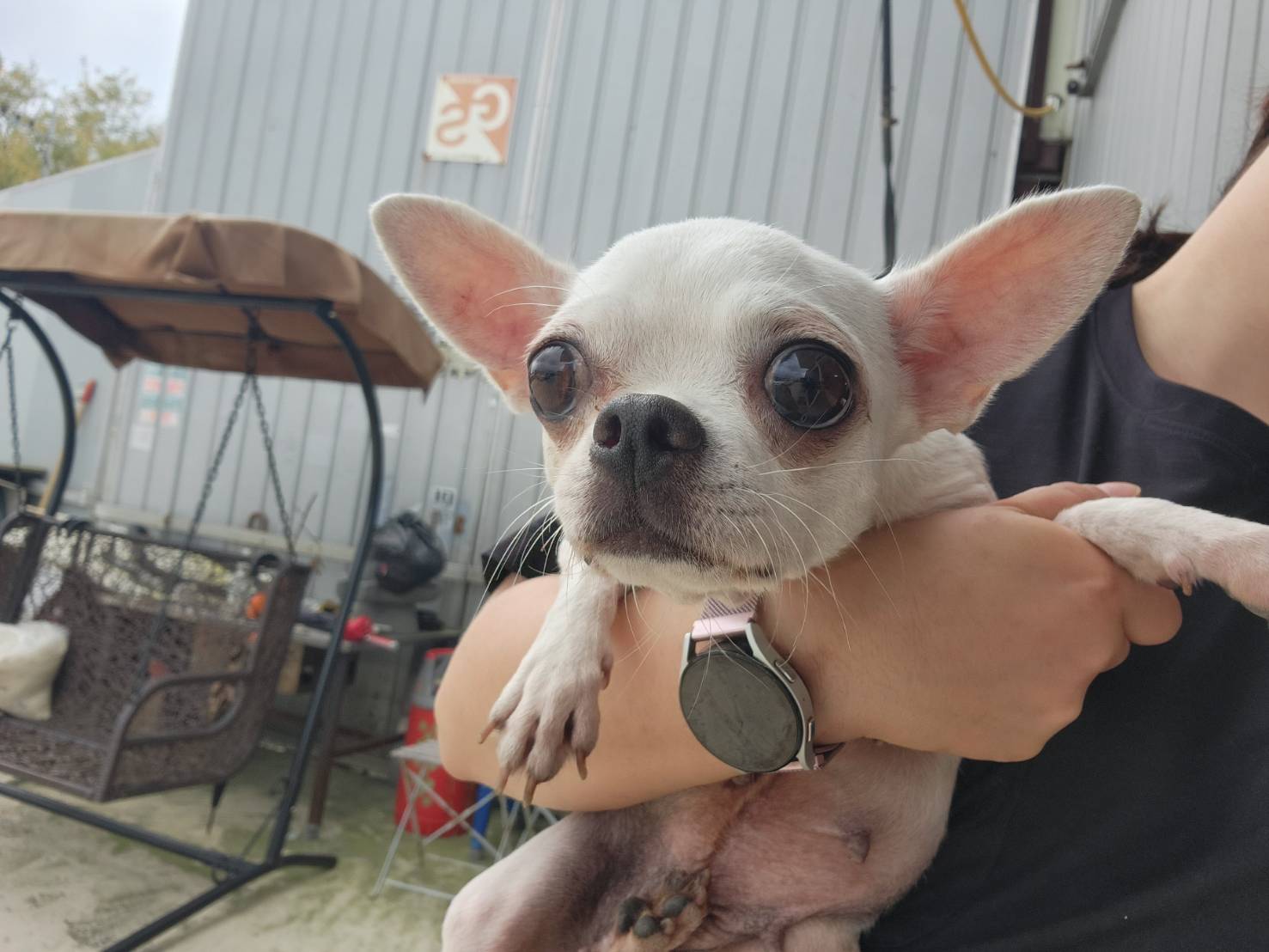 치와와 이미지 파일 입니다.