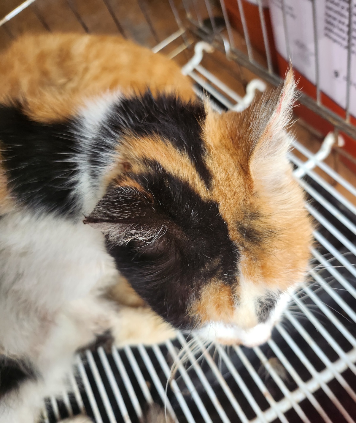 한국 고양이 이미지 파일 입니다.