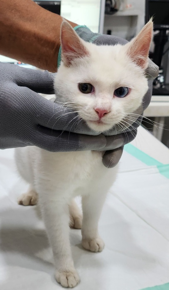믹스묘 이미지 파일 입니다.