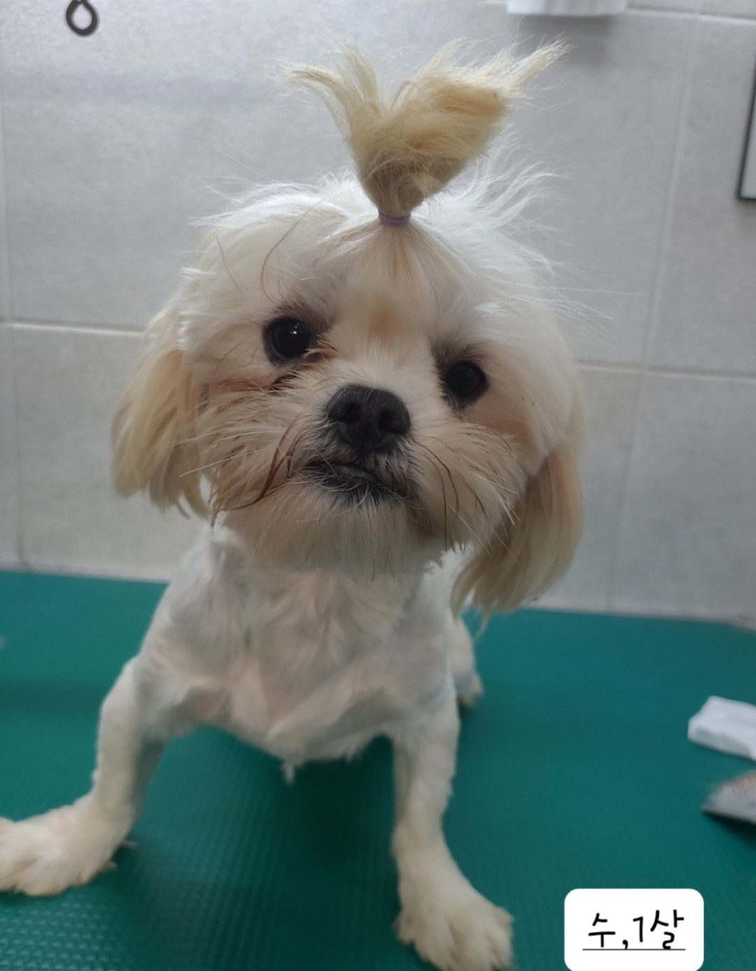 말티즈 이미지 파일 입니다.