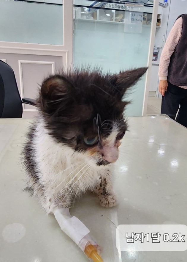 한국 고양이 이미지 파일 입니다.