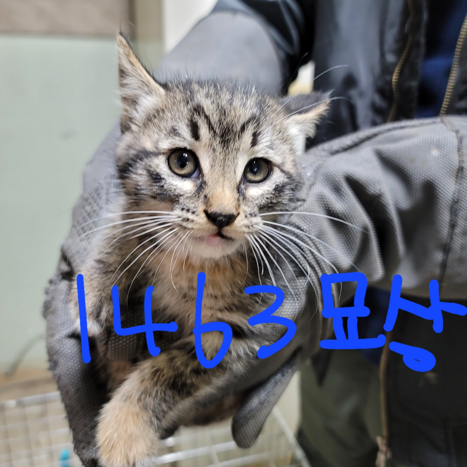 한국 고양이 이미지 파일 입니다.
