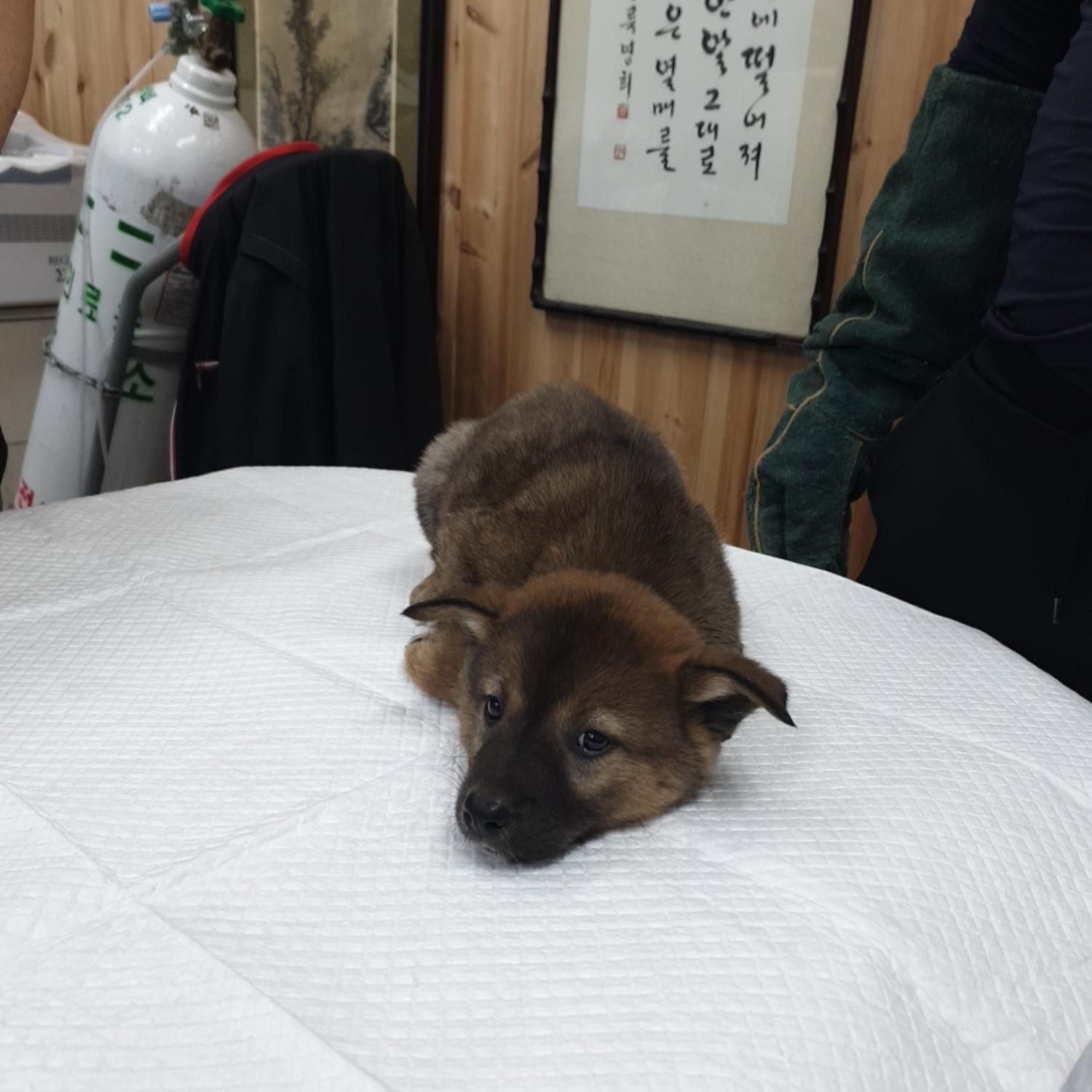 믹스견 이미지 파일 입니다.