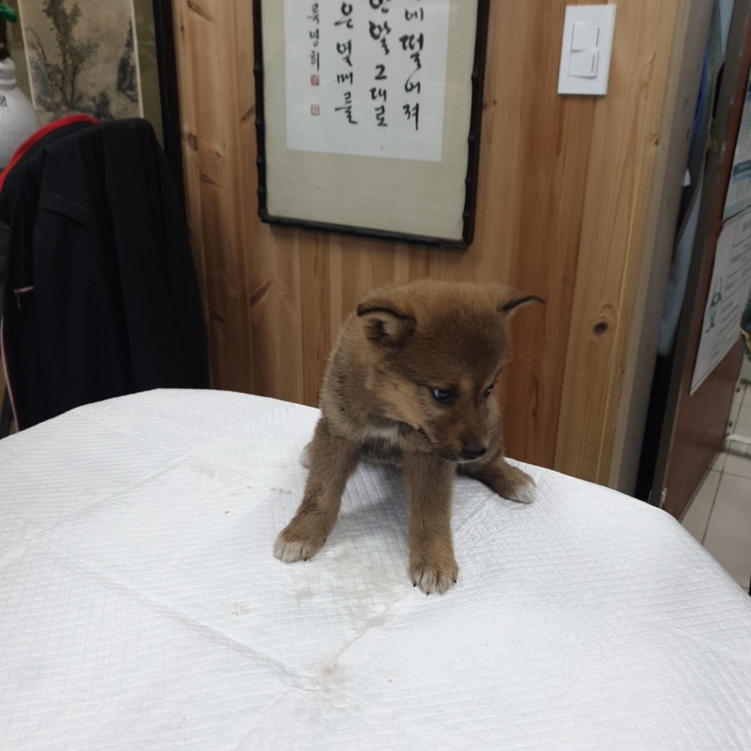 믹스견 이미지 파일 입니다.