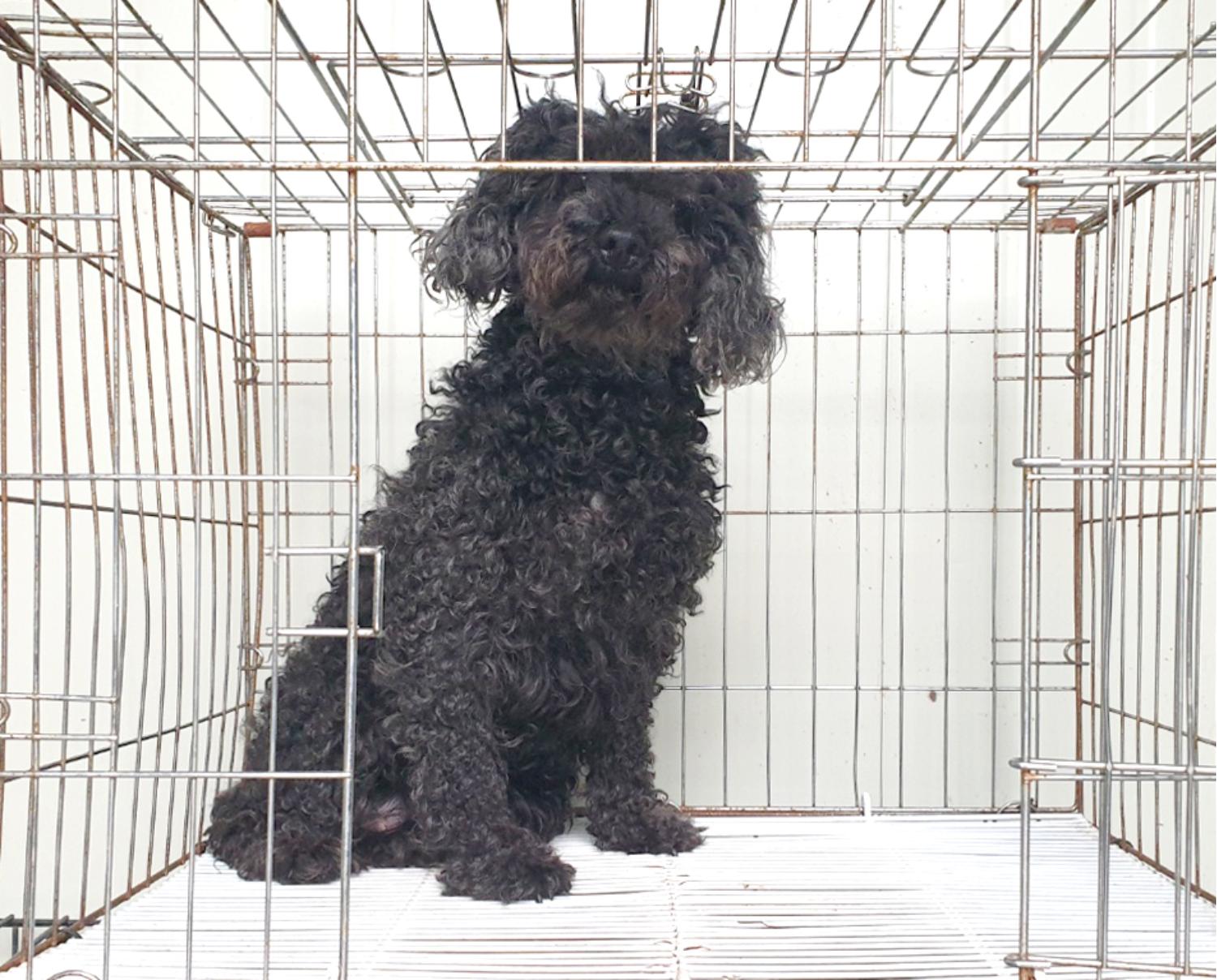 푸들 이미지 파일 입니다.