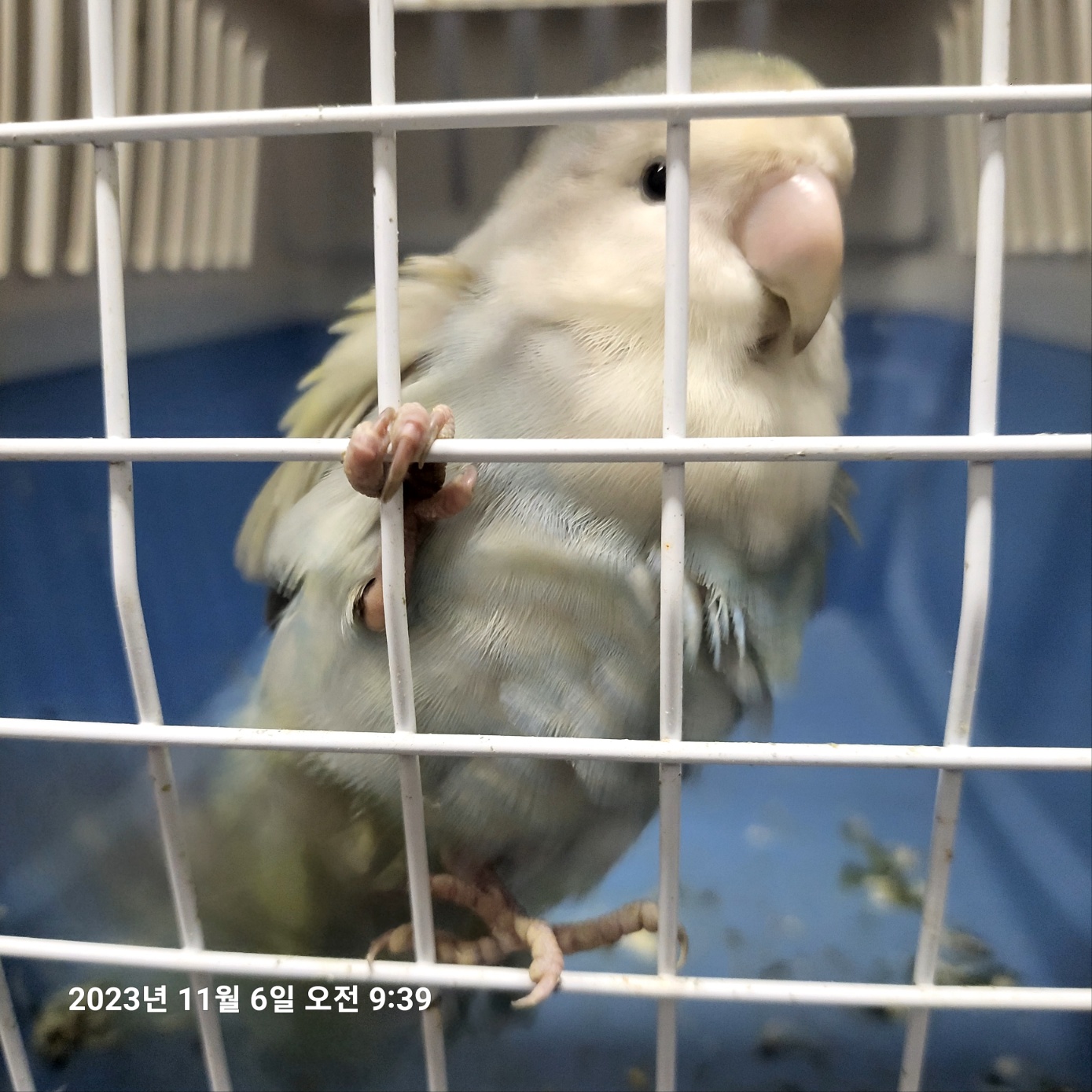 [기타축종] 모란앵무 이미지 파일 입니다.