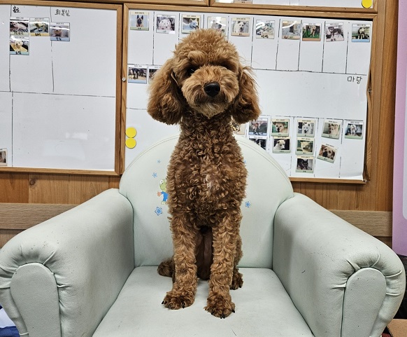 푸들 이미지 파일 입니다.
