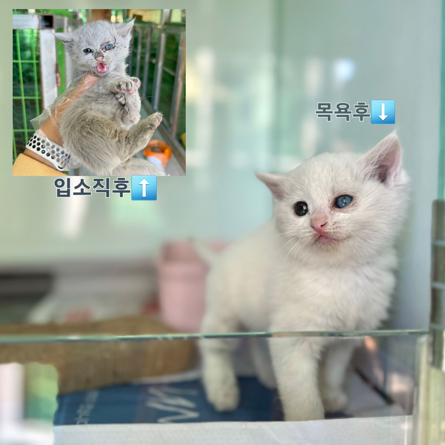 터키시 앙고라 이미지 파일 입니다.