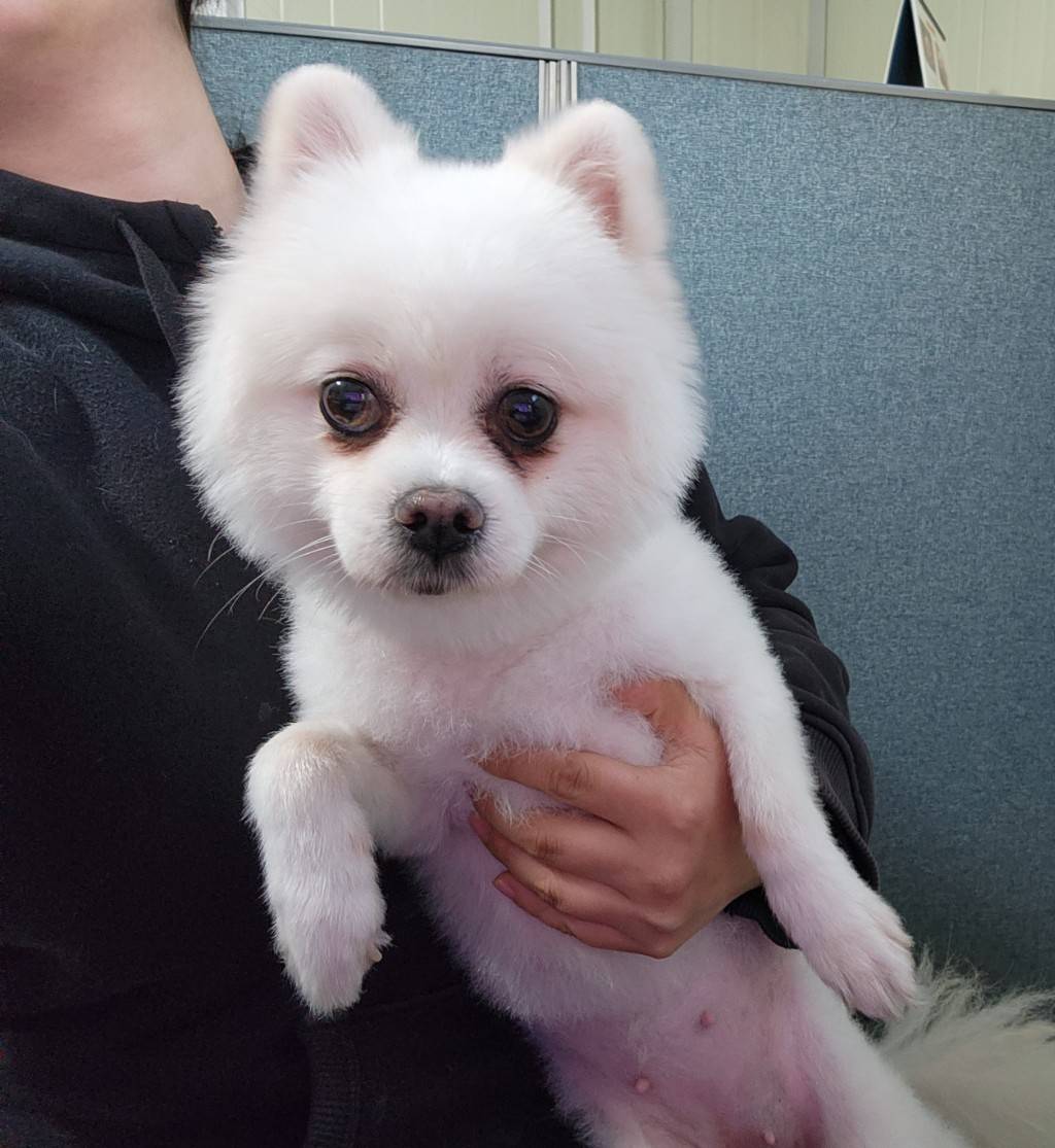 포메라니안 이미지 파일 입니다.