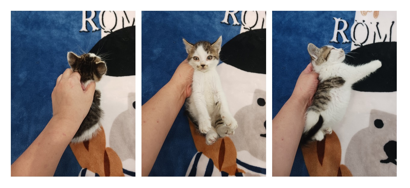 한국 고양이 이미지 파일 입니다.