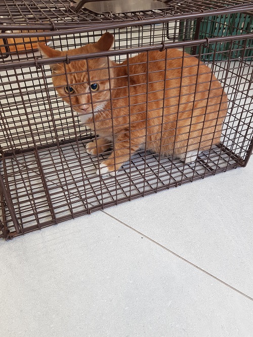 한국 고양이 이미지 파일 입니다.