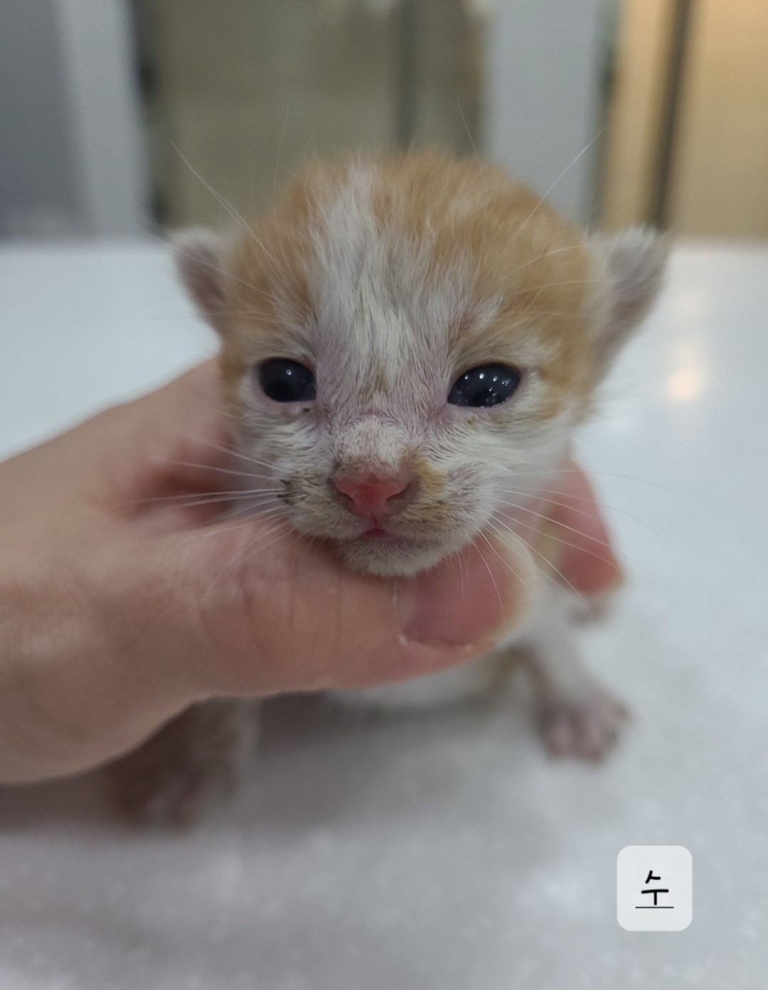 한국 고양이 이미지 파일 입니다.