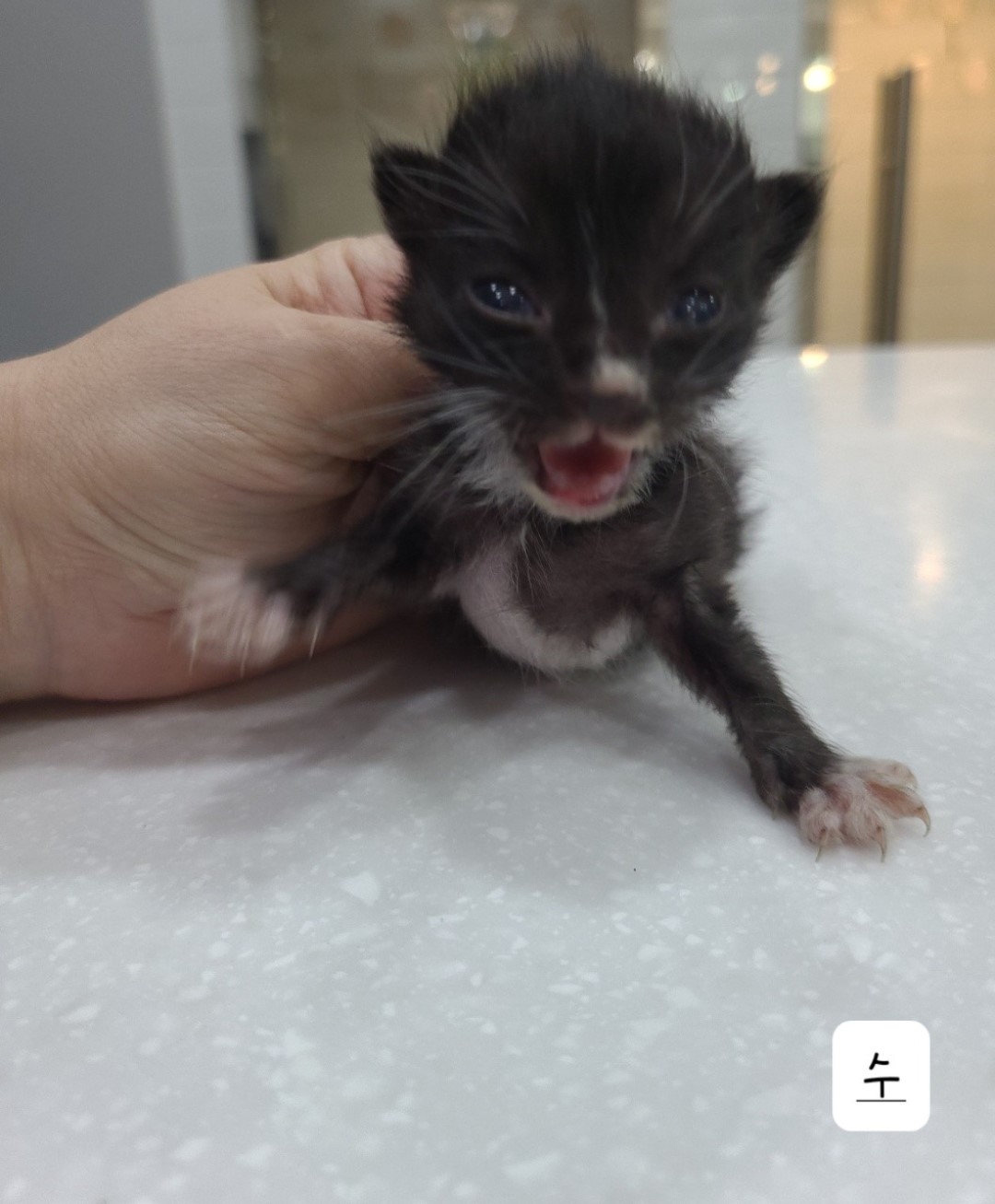 한국 고양이 이미지 파일 입니다.