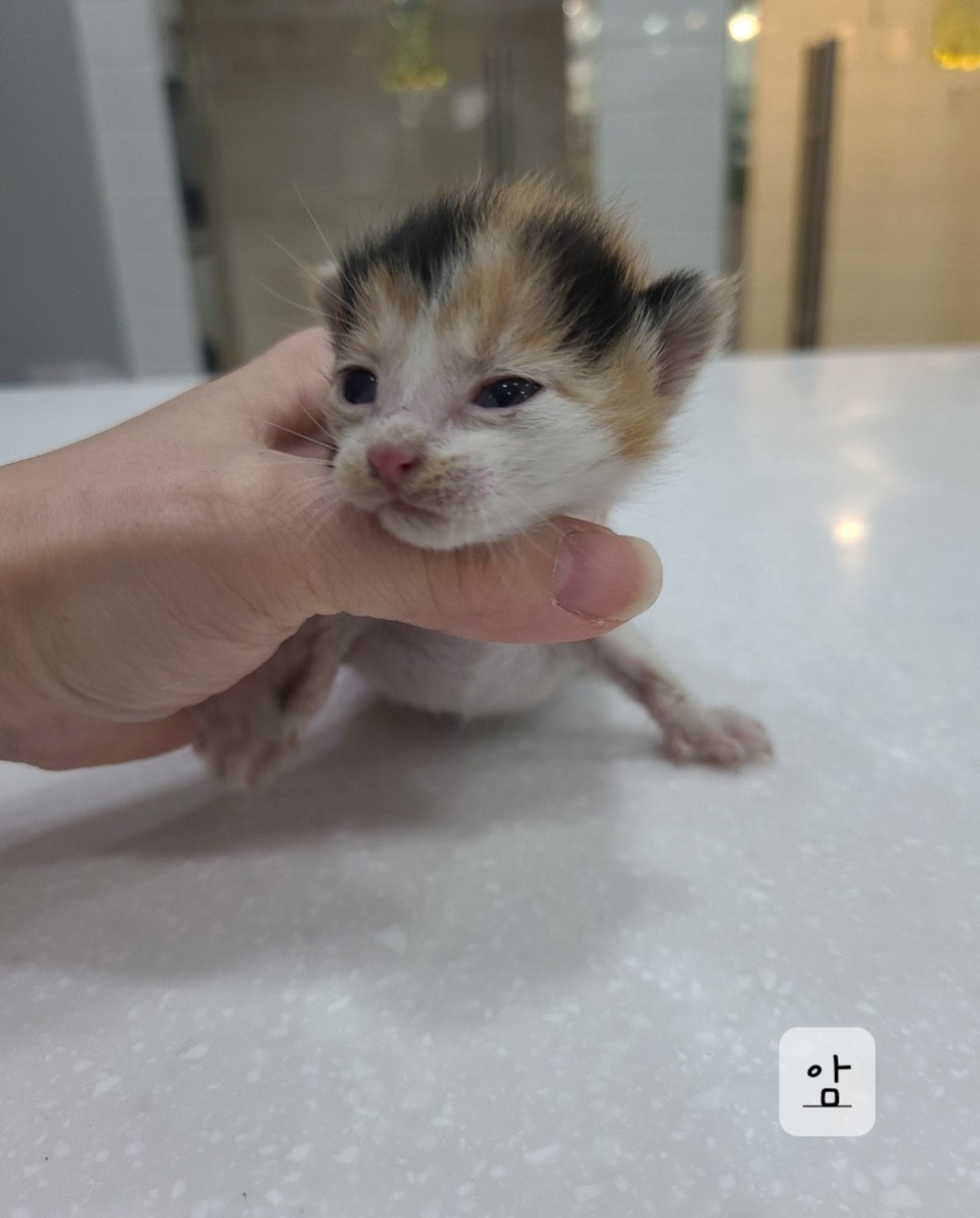 한국 고양이 이미지 파일 입니다.