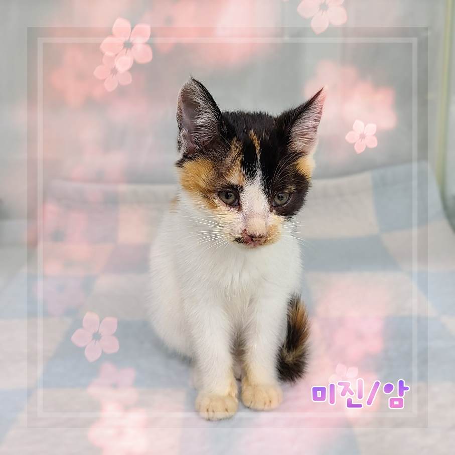 믹스묘 이미지 파일 입니다.