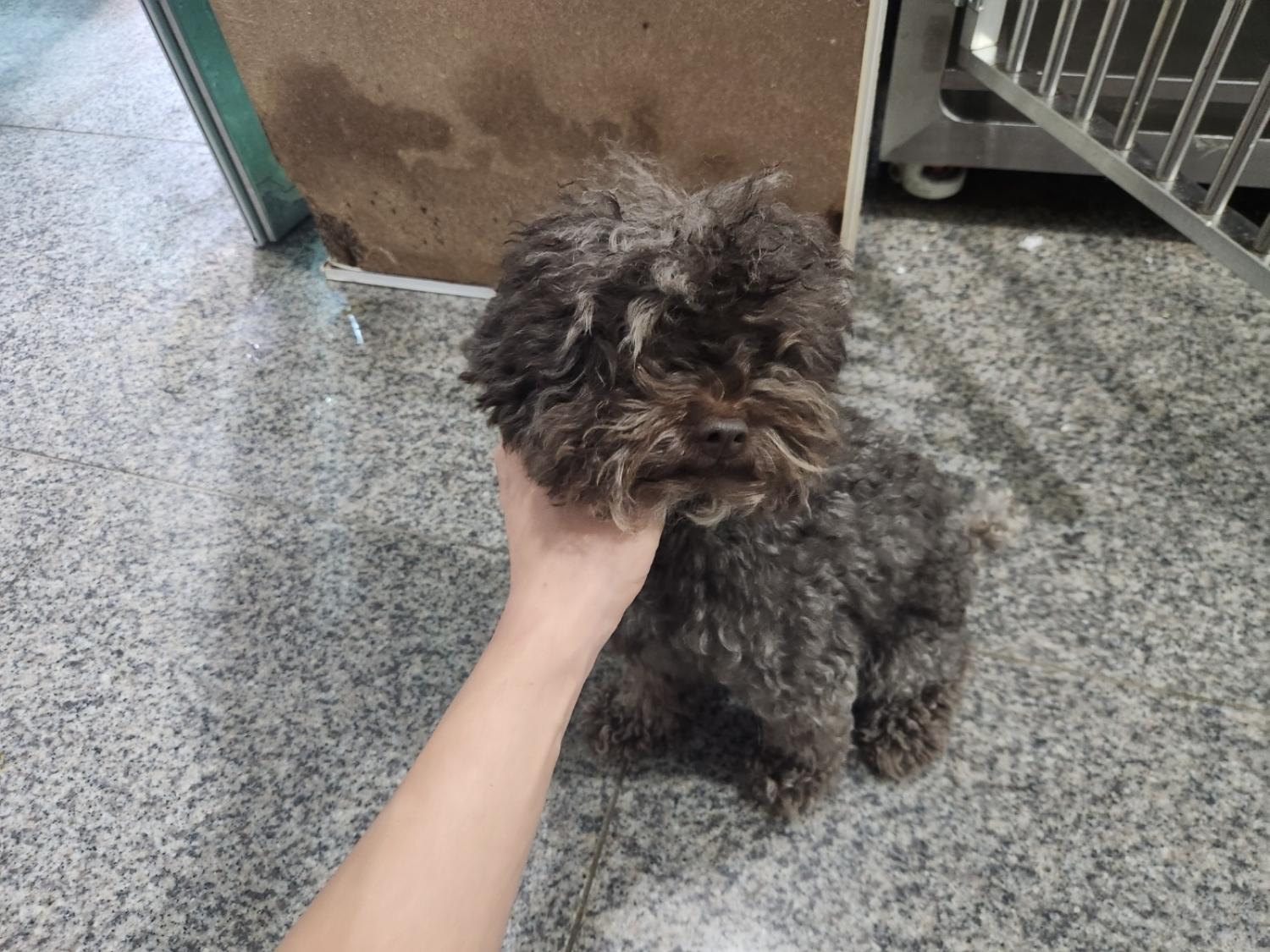 푸들 이미지 파일 입니다.