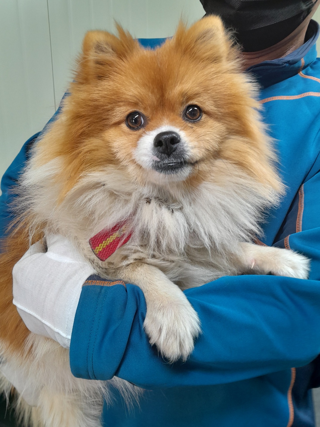 포메라니안 이미지 파일 입니다.