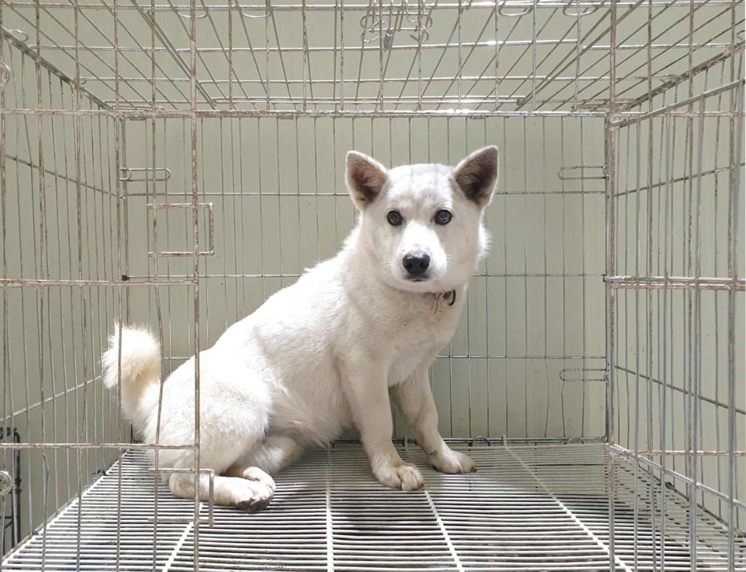 믹스견 이미지 파일 입니다.