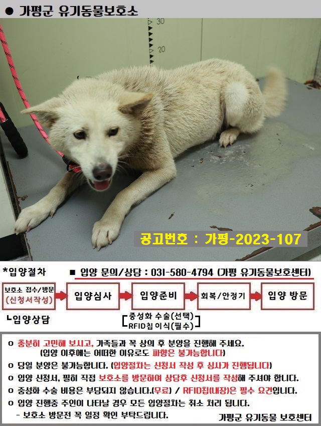 믹스견 이미지 파일 입니다.