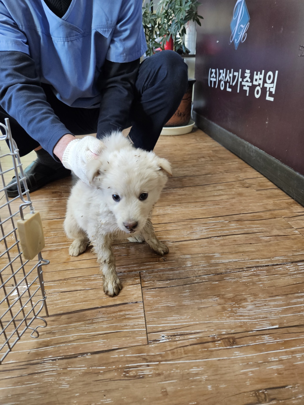 믹스견 이미지 파일 입니다.