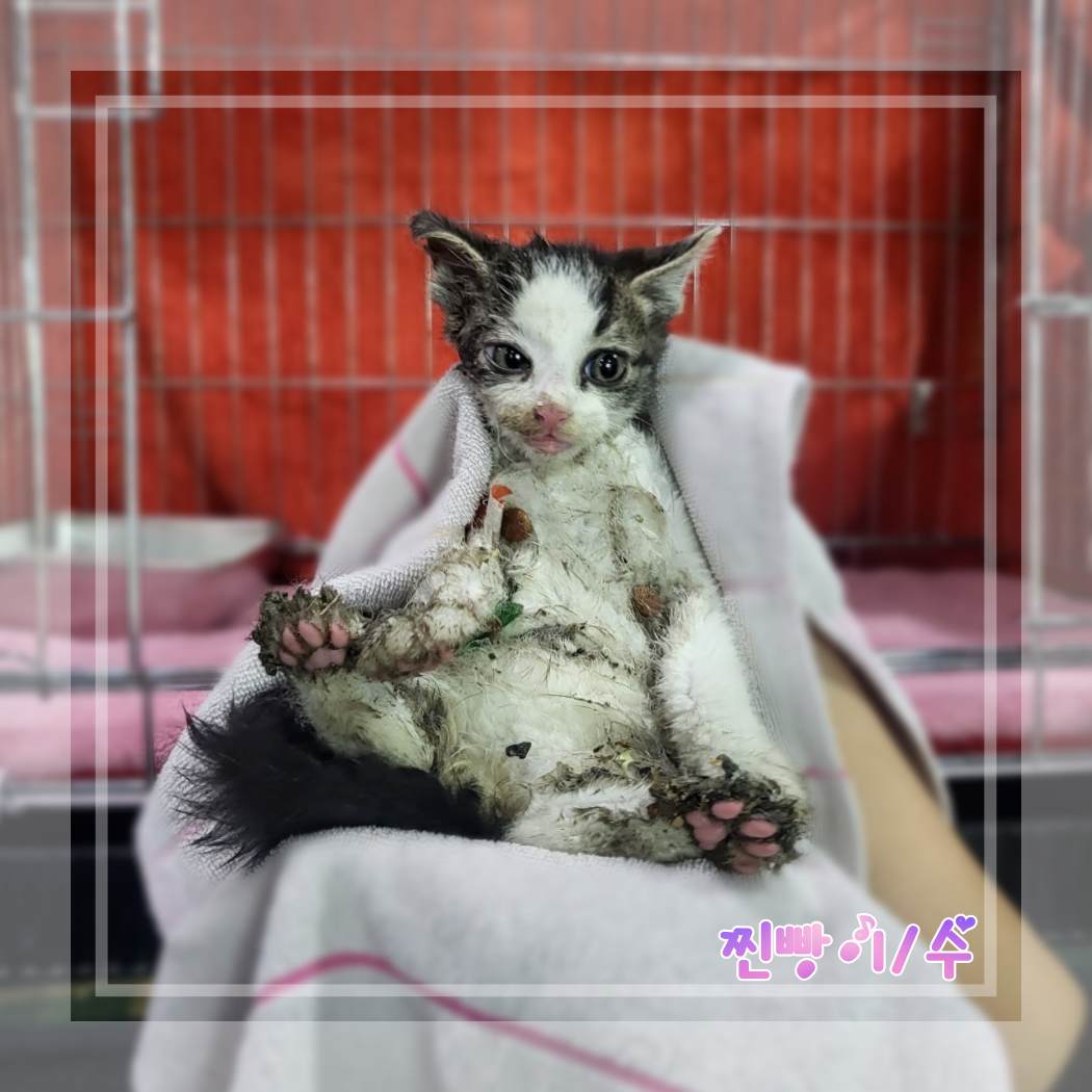 믹스묘 이미지 파일 입니다.